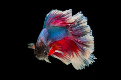 Colorful Betta Fish — Photography Print. poster