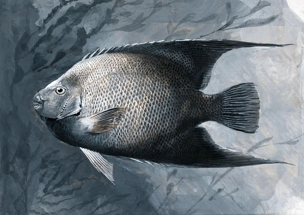 Silver Fish Illustration Poster. poster detail