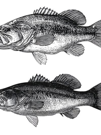 Bass Fish Illustration Poster. poster