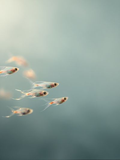 School of Fish — Photography Print. poster