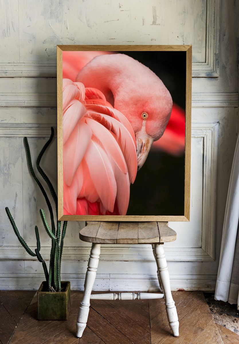 Flamingo Close-Up Photography Poster room preview
