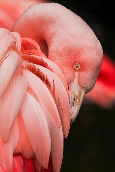 Flamingo Close-Up Photography Poster. poster print