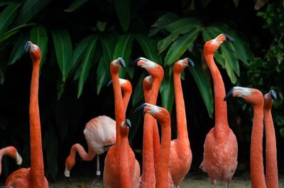 Flamingos in Tropical Paradise — Nature Print