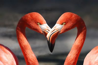 Flamingos in Love — Animal Print. poster