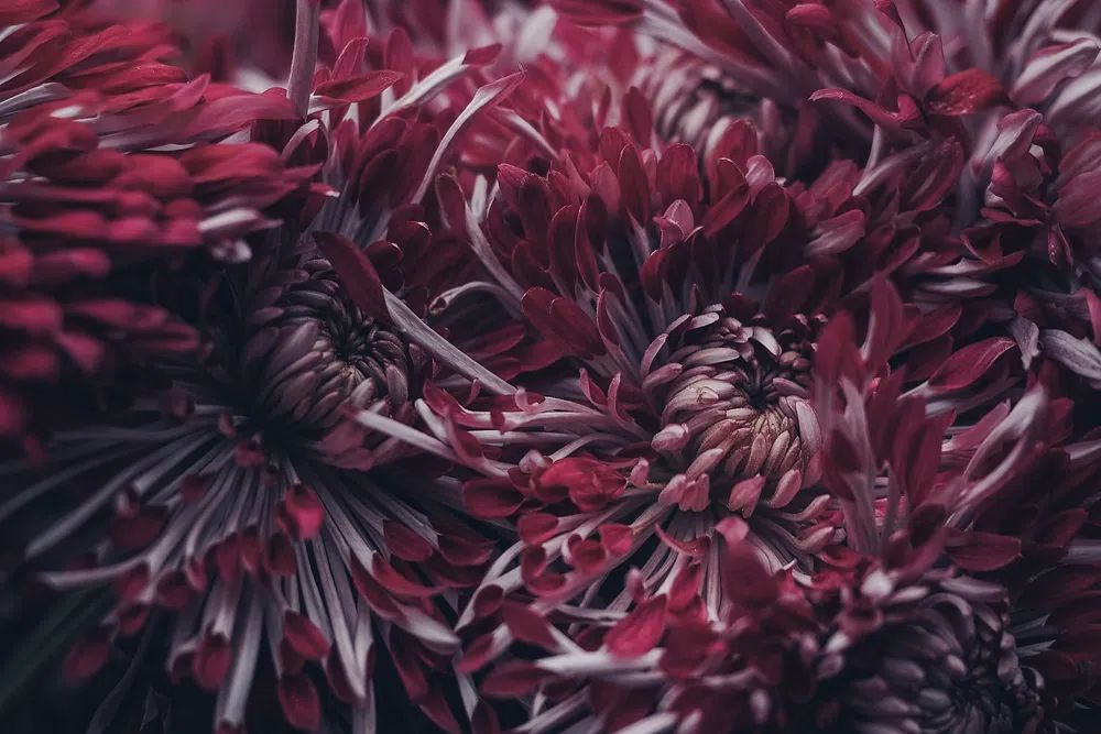 Chrysanthemum Floral Photography Poster. poster detail