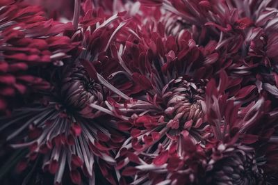 Chrysanthemum Floral Photography Poster. poster print