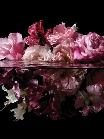Floating Pink Flowers Photography Poster.