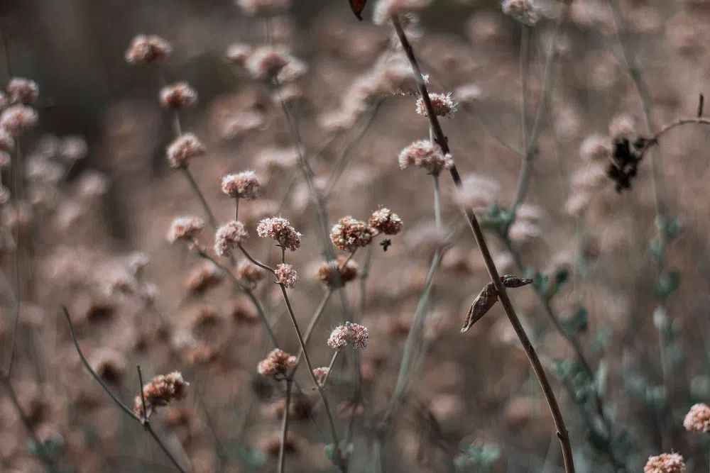 Delicate Floral Nature Poster. poster — nature art