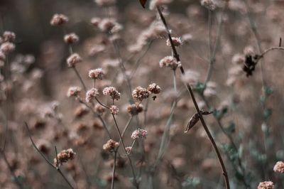 Delicate Floral Nature Poster