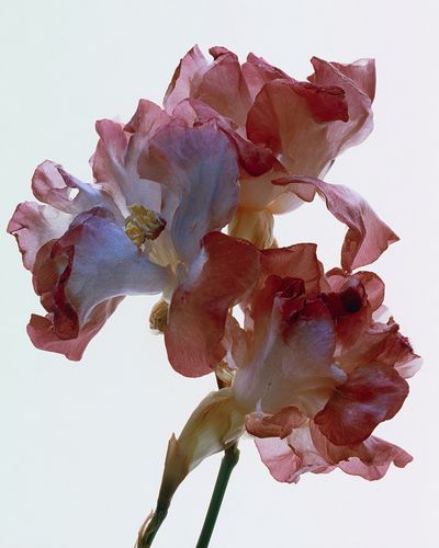 Delicate Floral Art Print. poster print