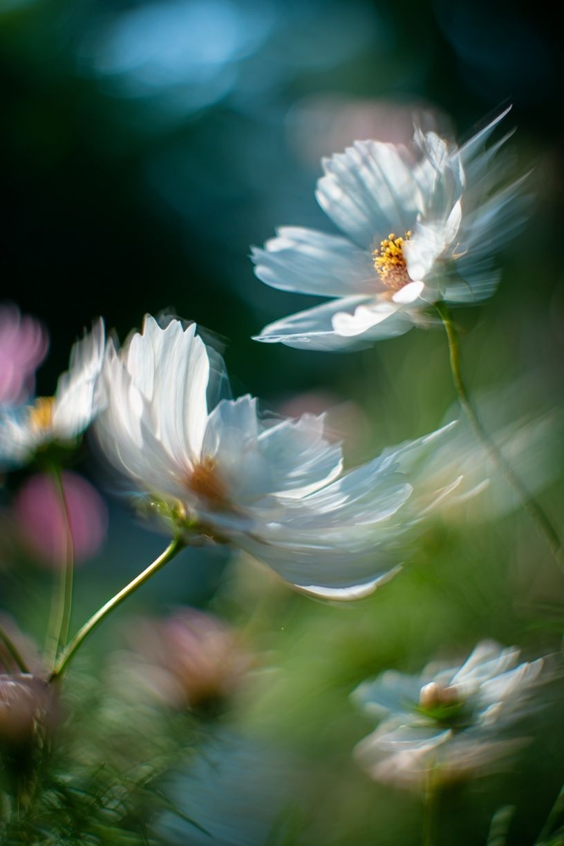 Delicate White Flowers — Photography Print. poster — nature art