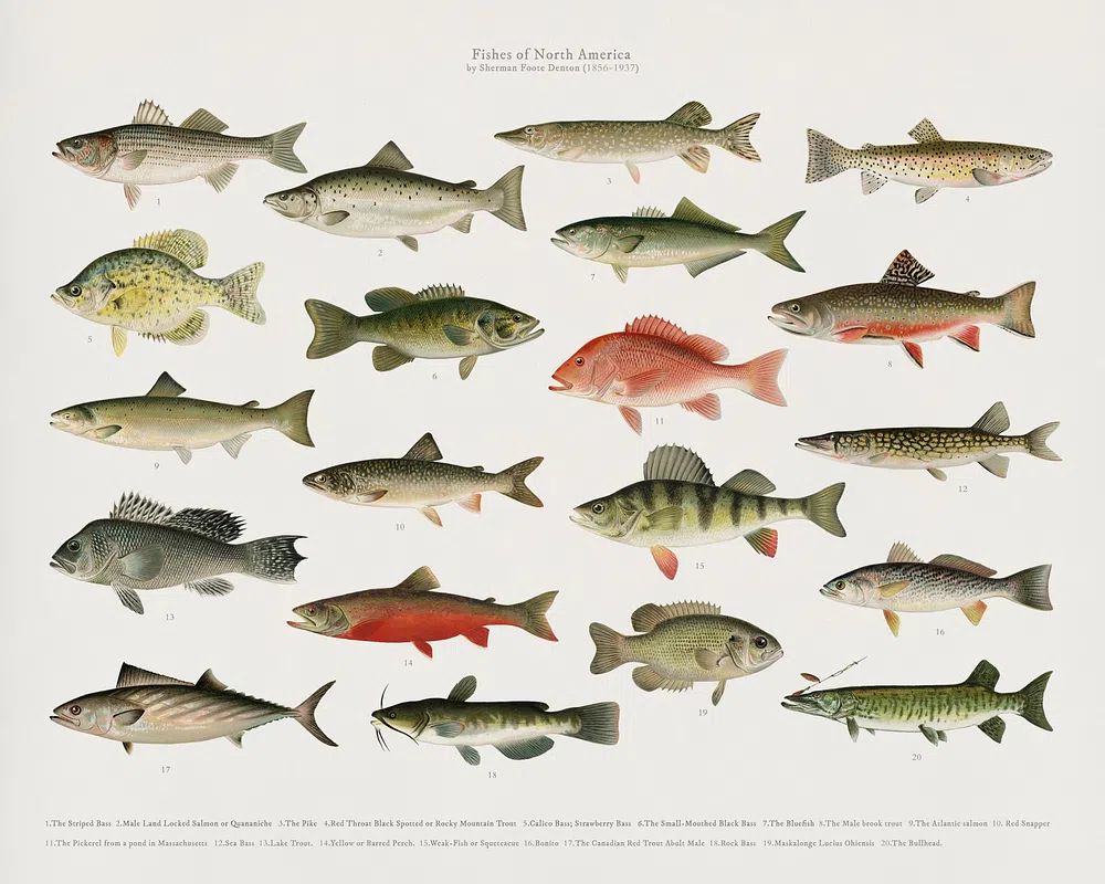 Fishes of North America — Vintage Print. poster detail