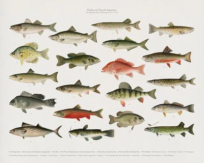 Fishes of North America — Vintage Print. poster