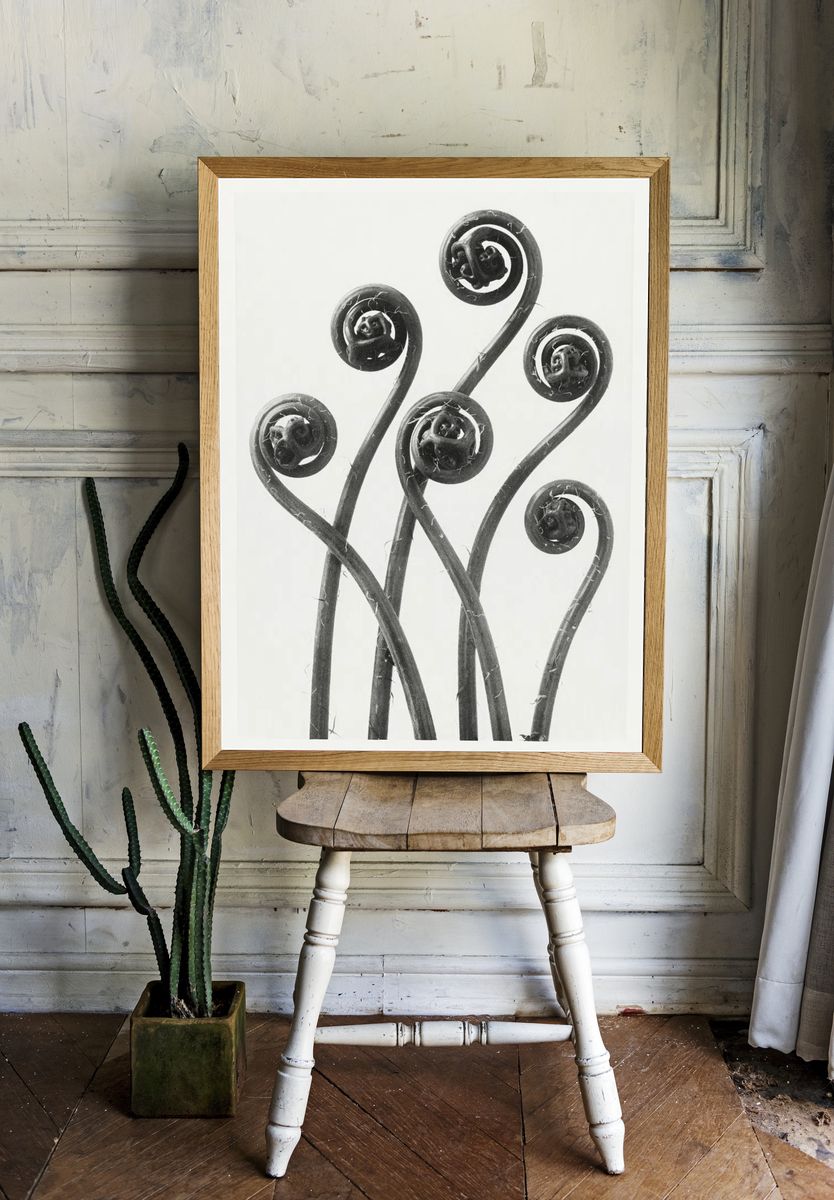 Fiddlehead Ferns — Black and White Print. — room view 1