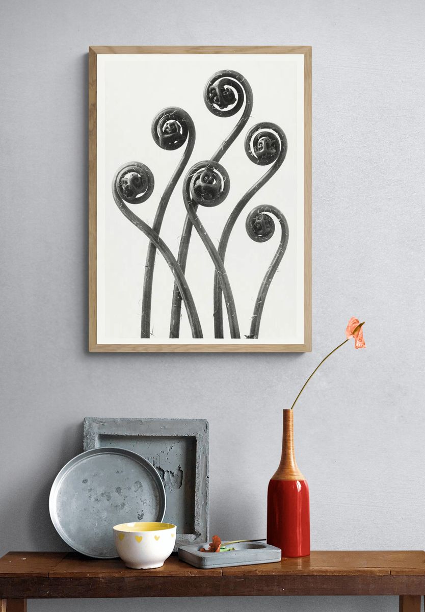 Fiddlehead Ferns — Black and White Print. — room view 3