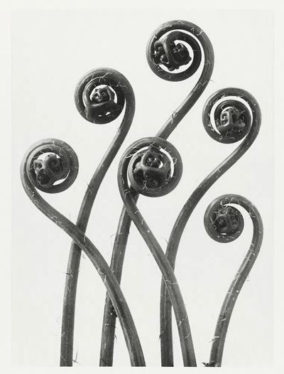 Fiddlehead Ferns — Black and White Print. poster