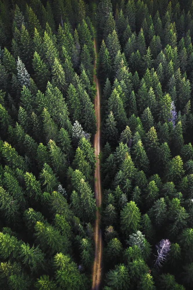 Drone view green forest dirt. poster — photography art