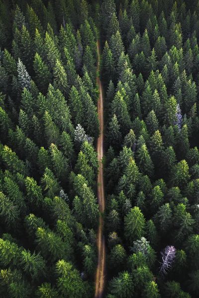 Drone view green forest dirt.
