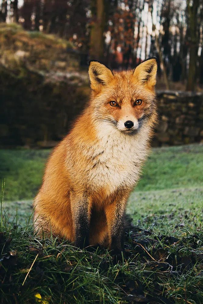 Brown fox sitting grass field. poster — animals art
