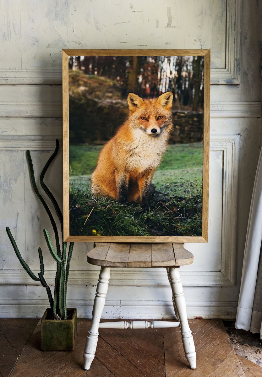Brown fox sitting grass field. — room view 1