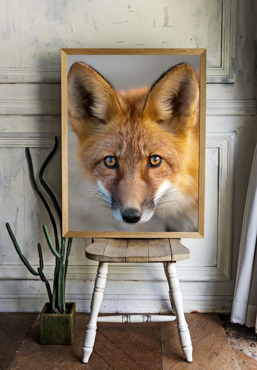 Close-Up of a Fox — Animal Photography Print. room preview