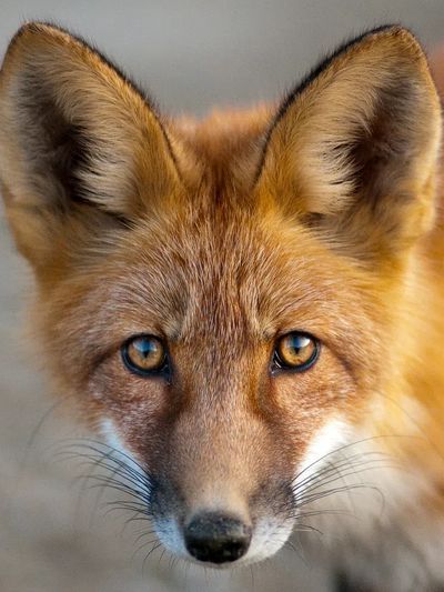 Close-Up of a Fox — Animal Photography Print. poster