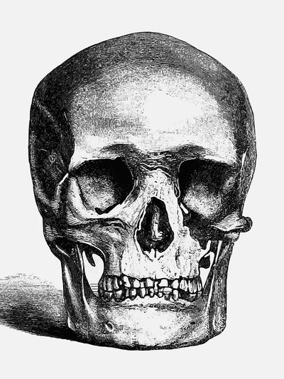 Vintage European style skull engraving. poster print