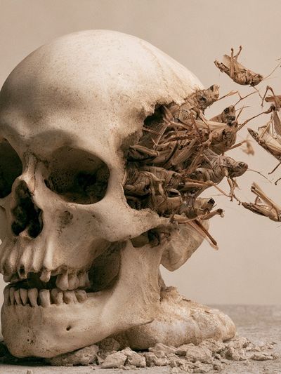 Skull and Grasshoppers Surrealism Print. poster print