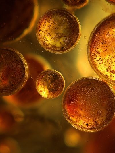 Golden Bubbles Abstract Poster. poster print