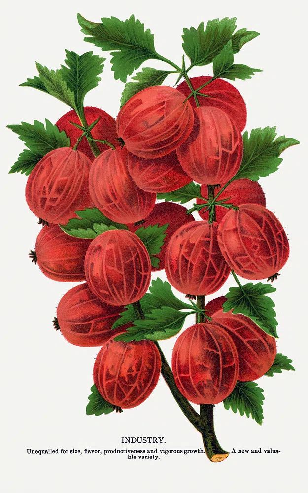 Gooseberry Industry Botanical Print. poster detail
