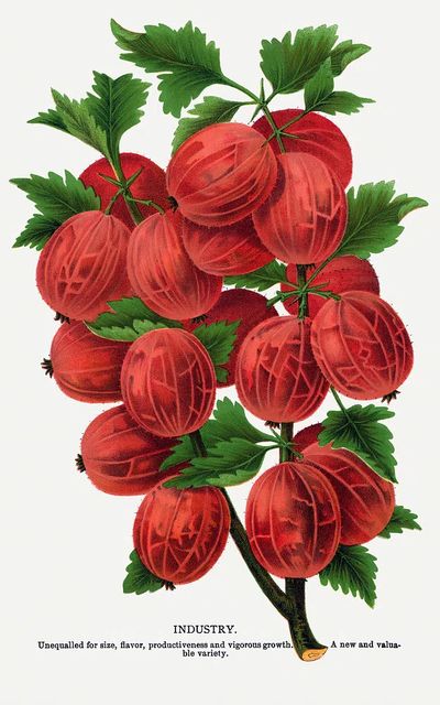 Gooseberry Industry Botanical Print. poster