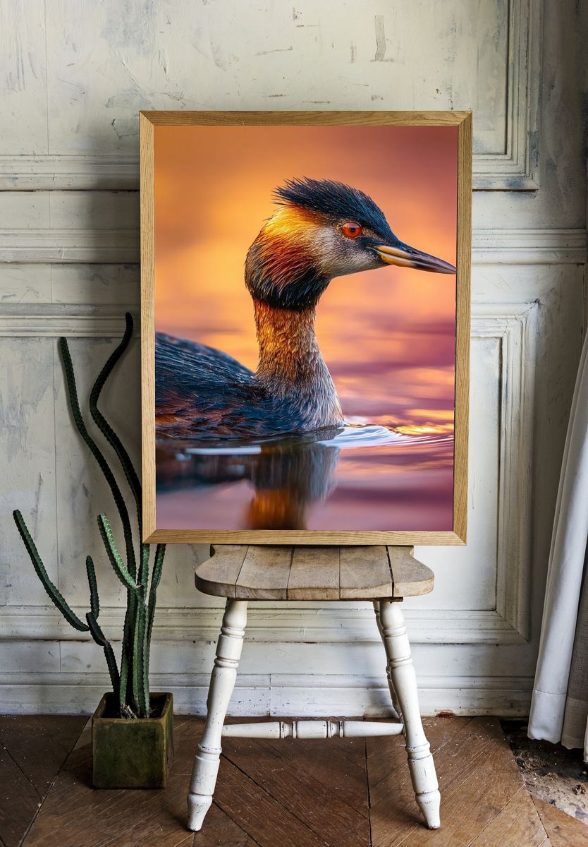 Great Crested Grebe Portrait Poster room preview