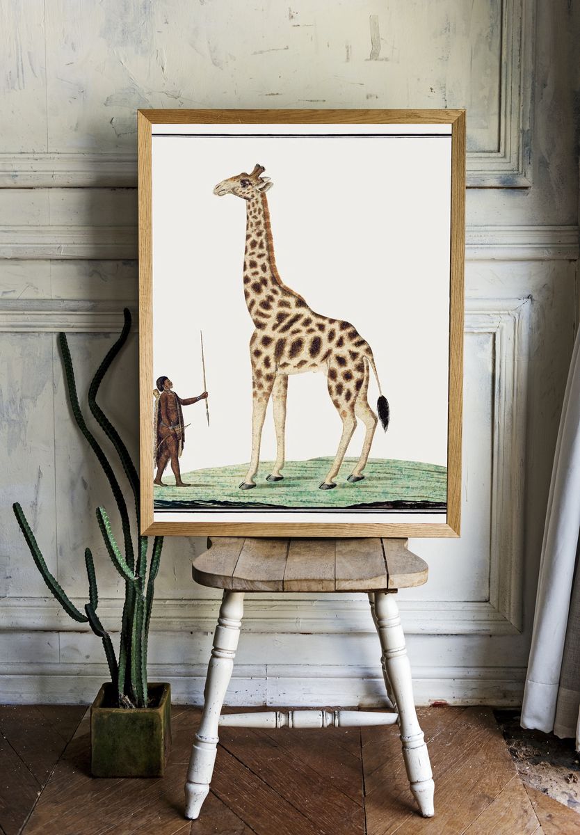 Giraffe and Hunter — Vintage Print room preview