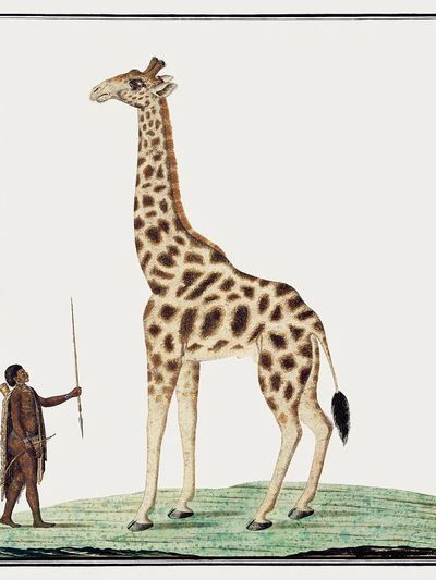 Giraffe and Hunter — Vintage Print. poster