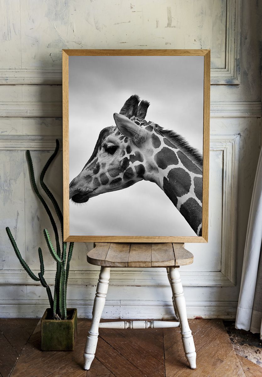 Giraffe Portrait — Black and White Print room preview