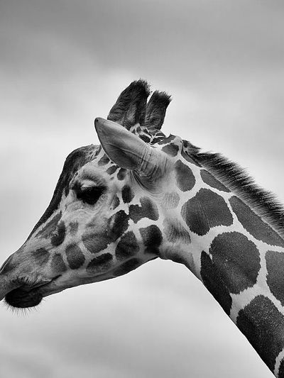 Giraffe Portrait — Black and White Print. poster