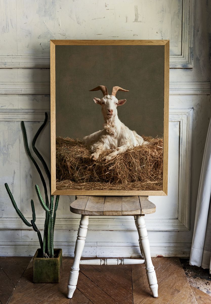 Goat Portrait Photography Poster. room preview