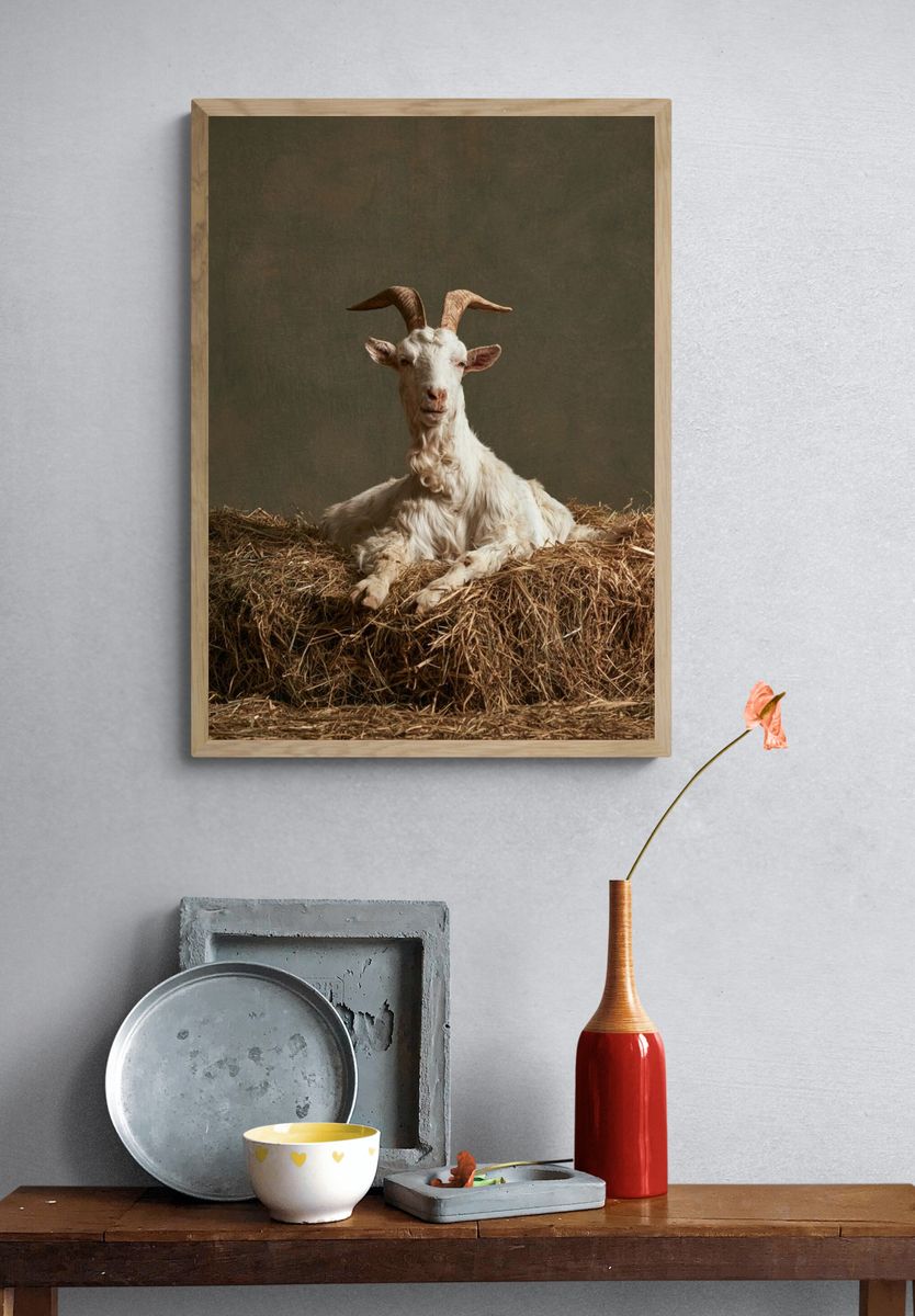 Goat Portrait Photography Poster. — room view 3