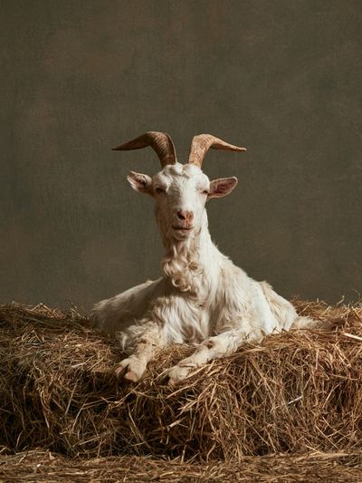 Goat Portrait Photography Poster. poster