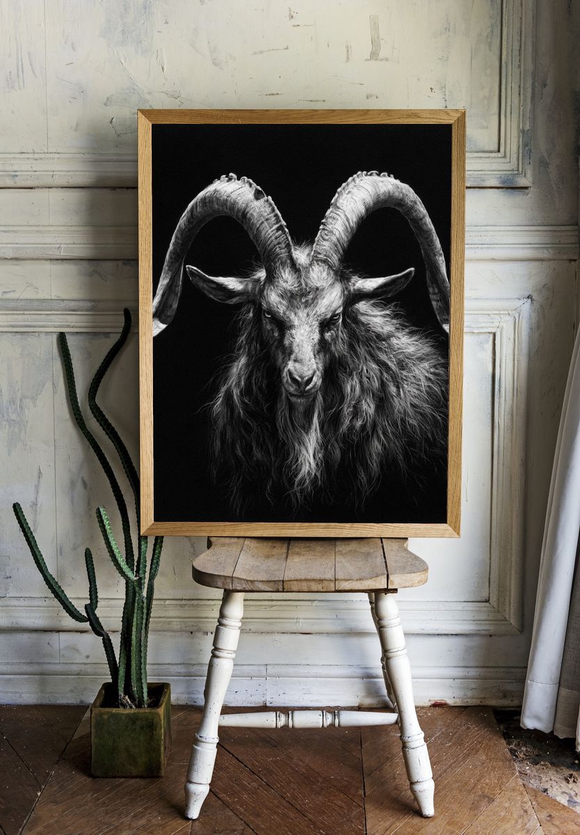 Black Goat Portrait Photography Poster. room preview