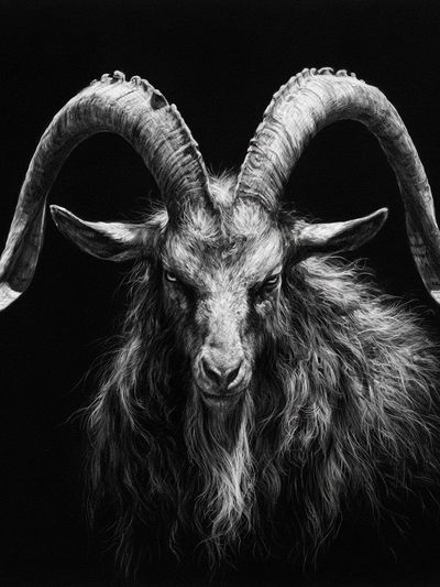 Black Goat Portrait Photography Poster.