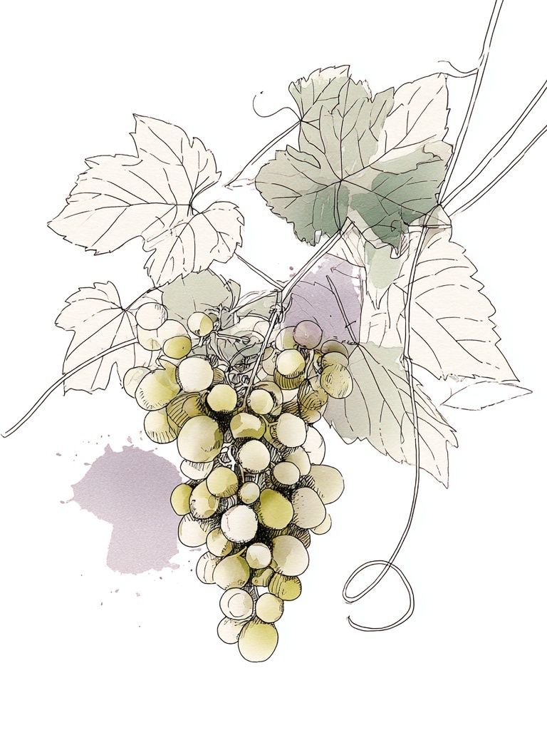Grapes Illustration Poster. poster detail