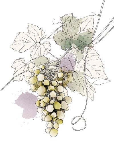 Grapes Illustration Poster. poster