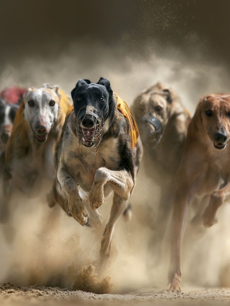 Greyhound Racing Dogs Photography Poster. poster detail