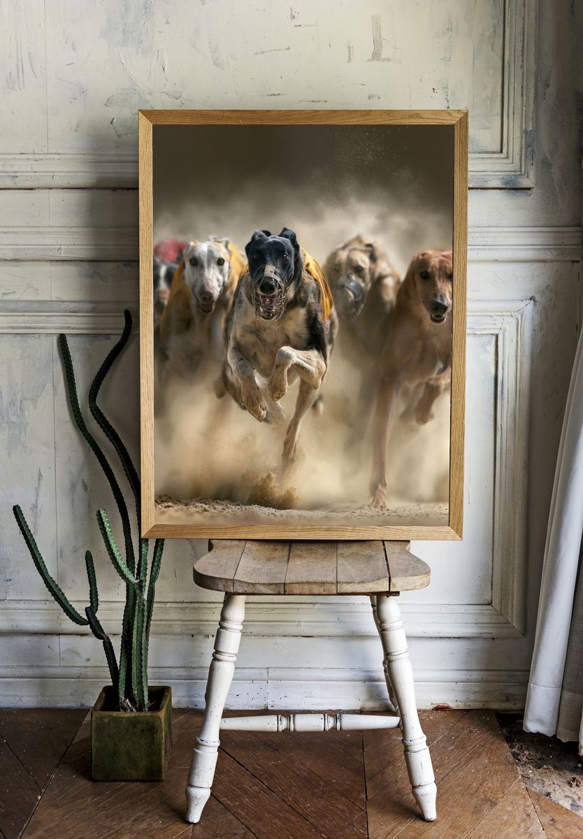 Greyhound Racing Dogs Photography Poster. — room view 1