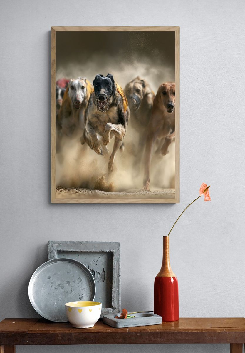 Greyhound Racing Dogs Photography Poster. — room view 3