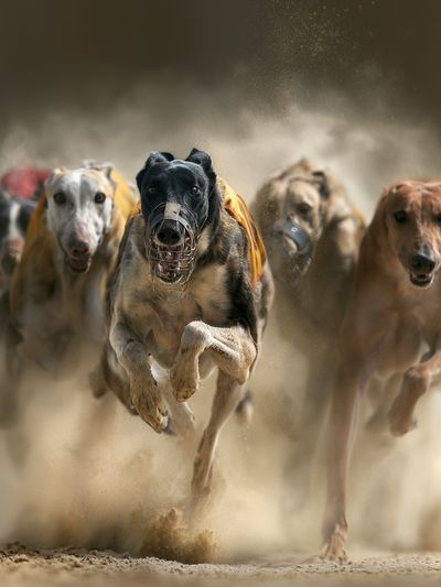 Greyhound Racing Dogs Photography Poster. poster