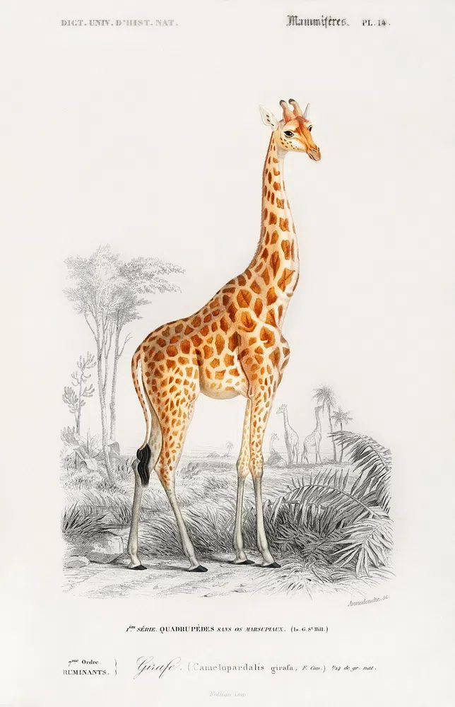 Giraffe Vintage Print Poster. poster — animals art
