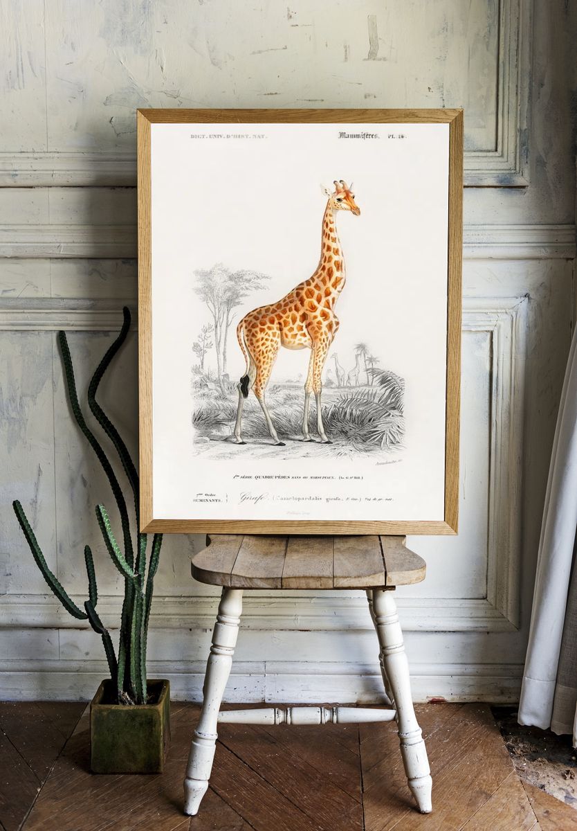Giraffe Vintage Print Poster. room preview