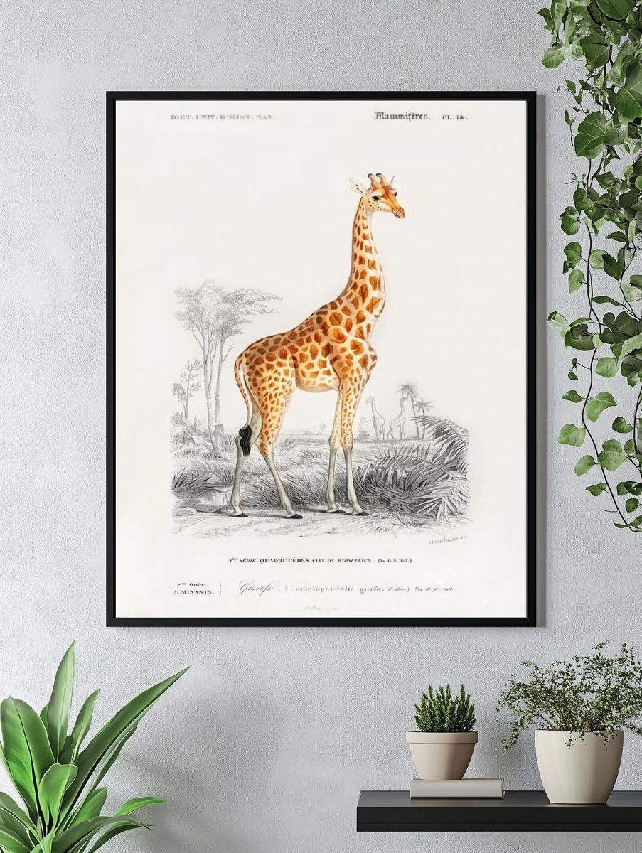 Giraffe Vintage Print Poster. — room view 4